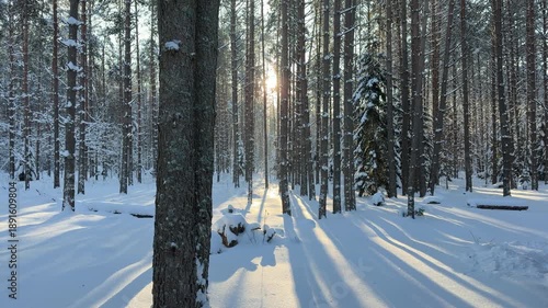 Golden Sunlight and Long Shadows in Snowy Winter Forest. Low winter sun shines through trunks of pine forest creating dramatic long shadows on deep snow. Bright and cold serene winter morning scene.
