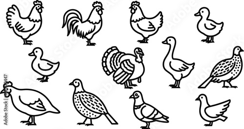 A collection of various poultry and fowl in a simple line drawing style