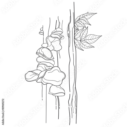 Bunch with outline Auricularia or wood ear on the trunk in black isolated on white background. 