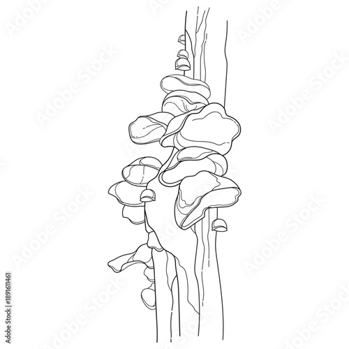 Bunch with outline Auricularia or wood ear on the trunk in black isolated on white background. 