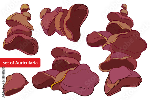 Vector set with outline Auricularia or wood ear in purple and red isolated on white background. 