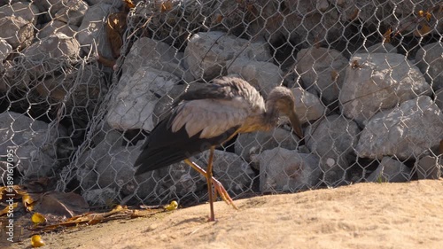 Wildlife close-up of an Asian Openbill Stork, a wading bird with a signature bill shape, captured in its natural habitat.