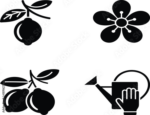 Black of lemons flower and watering can on white background fruit citrus branch