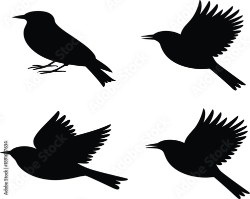 Four black bird silhouettes in different poses on white background flying