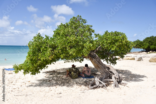 Tourists Resting under Iconic Fofoti Tree at Aruba’s Caribbean Eagle Beach