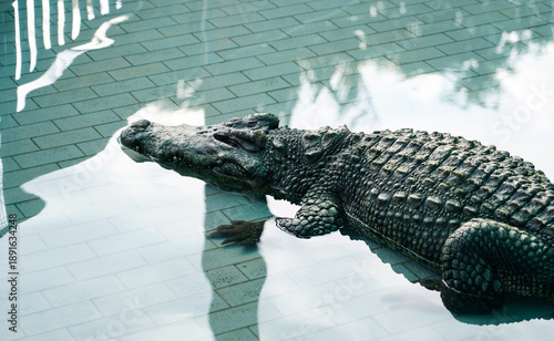 Wallpaper Mural Crocodile in tank at Bueng Chawak Chaloem Phrakiet, Suphan Buri, Thailand. Torontodigital.ca