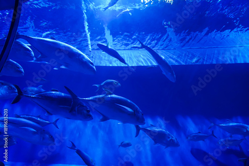 Wallpaper Mural Bigeye Trevally in aquarium tank at Bueng Chawak Chaloem Phrakiet, Suphan Buri, Thailand. Side view. Torontodigital.ca