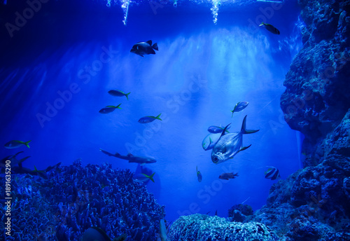 Wallpaper Mural Trachinotus Blochii or Snubnose Pompano in aquarium tank at Bueng Chawak Chaloem Phrakiet, Suphan Buri, Thailand. Side view. Torontodigital.ca