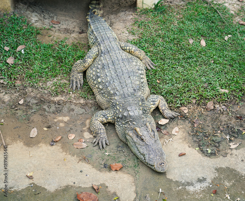 Wallpaper Mural Crocodile on the field at Bueng Chawak Chaloem Phrakiet, Suphan Buri, Thailand. Torontodigital.ca