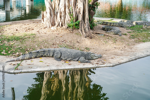 Wallpaper Mural Herd of crocodiles rest under trees at Bueng Chawak Chaloem Phrakiet, Suphan Buri, Thailand. Torontodigital.ca