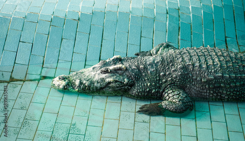 Wallpaper Mural Crocodile in tank at Bueng Chawak Chaloem Phrakiet, Suphan Buri, Thailand. Torontodigital.ca