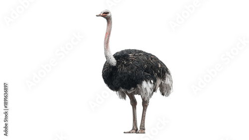 A majestic ostrich stands tall, showcasing its striking black and white plumage against a plain backdrop on a transparent background.