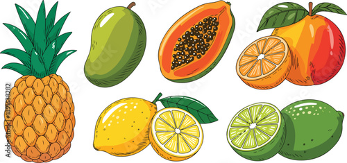 Hand-Drawn Tropical Fruit Vector Set  Pineapple, Mango, Papaya, and Citrus