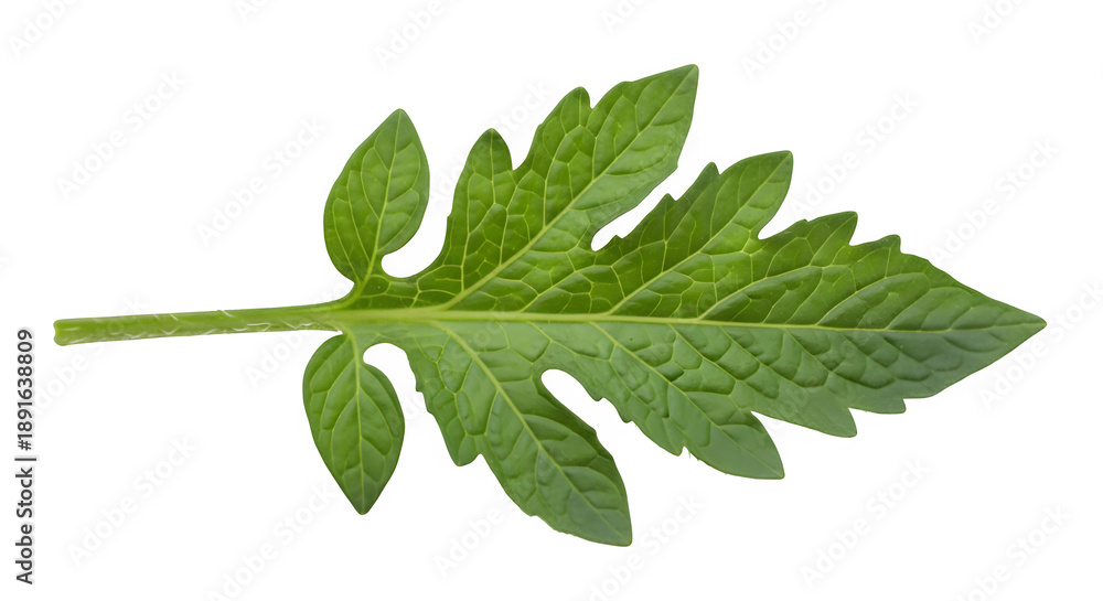 Obraz premium Vibrant green tomato leaf, isolated on white or transparent background. PNG