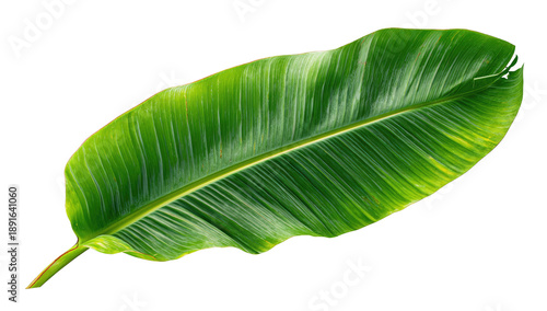 Close-up of a vibrant green banana leaf, displaying prominent veins