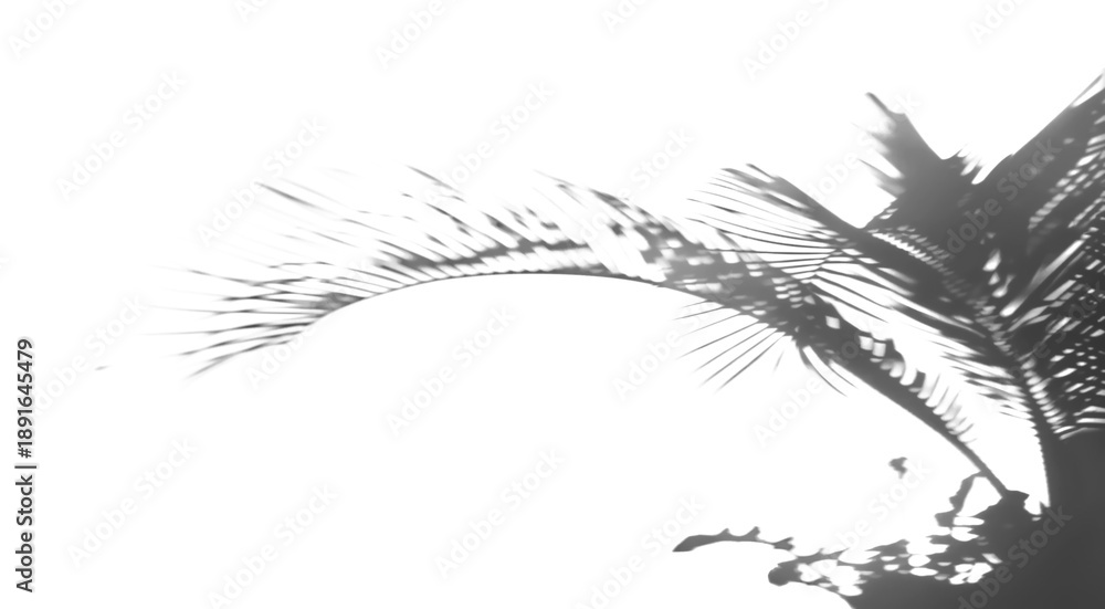Obraz premium photo shadow of palm leaves isolated on white background and texture, clipping path