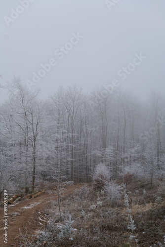 Wallpaper Mural m Schweigen des Nebels

Winterflur im Morgengrau

Zwischen Dunst und Kälte

Die Landschaft hält den Atem an Torontodigital.ca