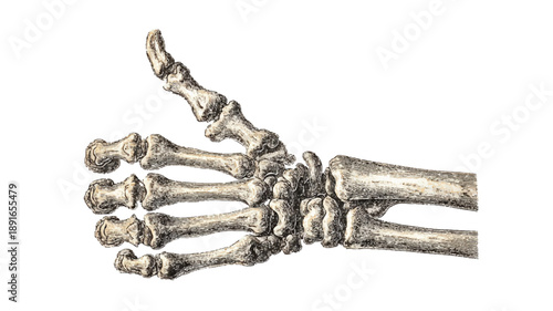 Creepy bony skeleton hand giving a thumbs-up, detailed anatomy, realistic shading, spooky and humorous horror theme, high-quality illustration, isolated on white background 