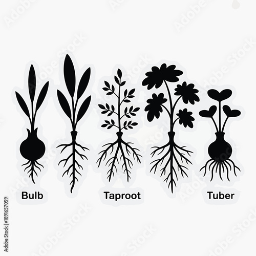 Illustration depicting different types of plant roots and underground structures