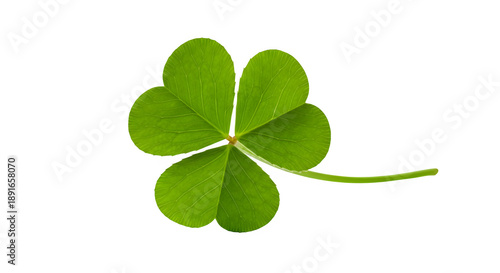 Three-Leaf Clover Image, isolated on white or transparent background. PNG
