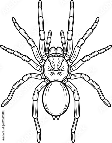 Tarantula Spider Illustration Featuring Top View Detailed Anatomy of an Arachnid with Hairy Legs in Black and White Line Art Style for Nature and Education
