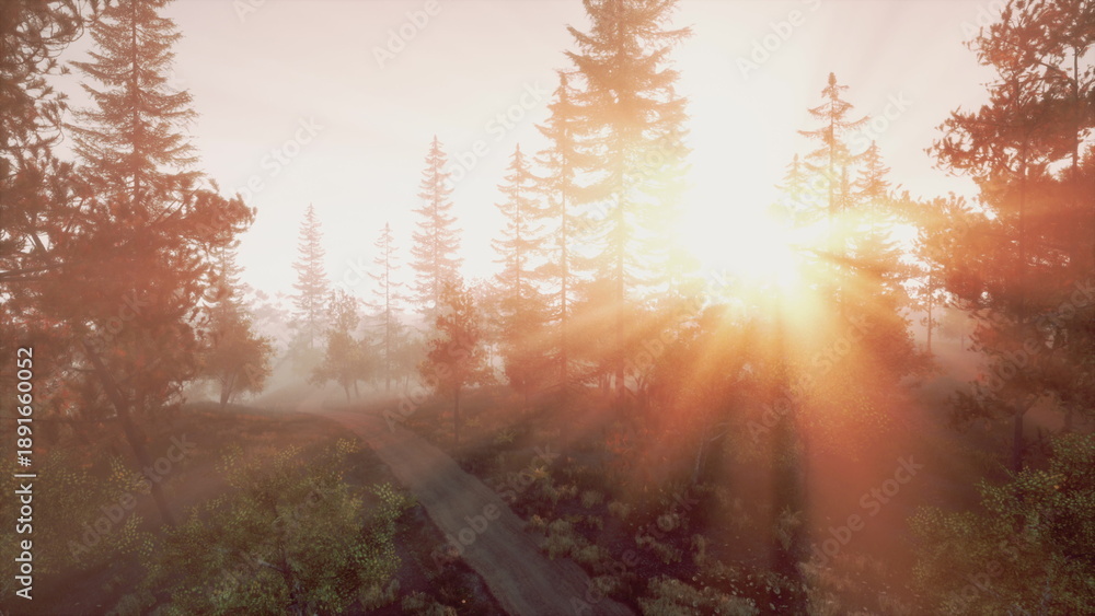 Fototapeta premium Golden rays of sunlight emerge through tall trees in a peaceful forest setting. The tranquil scene captures the beauty of nature during the early morning hours, inviting a sense of calm.