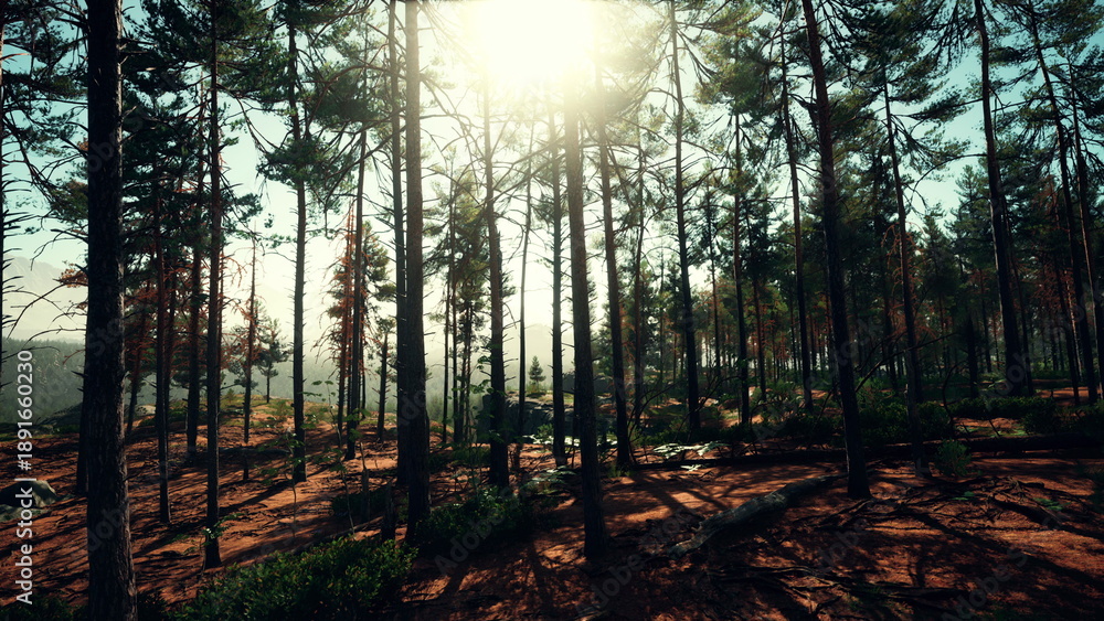 Fototapeta premium Golden sunlight shines through the tall trees in a peaceful forest during the late afternoon. The landscape is filled with natural beauty, creating a calming atmosphere for all who wander here.