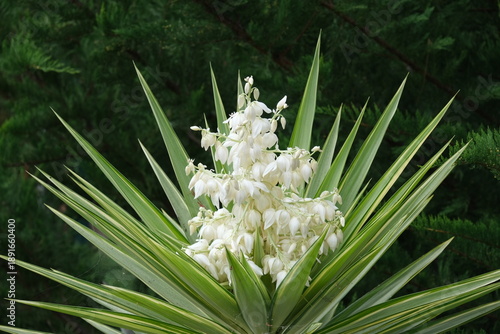 Photos Elegant white yucca flowers blooming from a rosette of sharp green leaves against a dark natural background