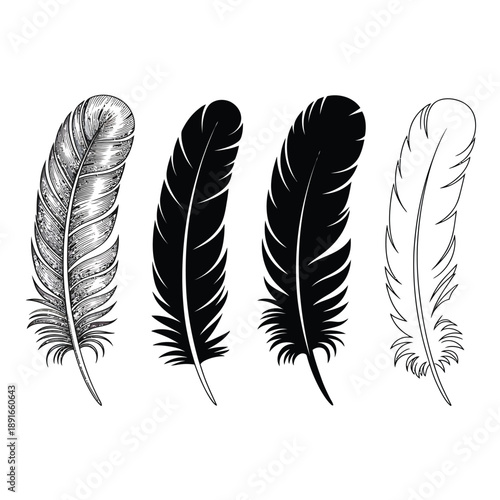 Four feathers displayed in grayscale and black and white tones