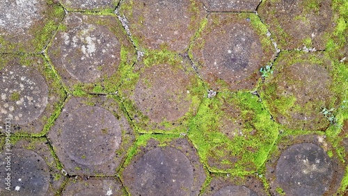 Vivid green moss on paving stones close up view. Natural texture of Bryophyta on weathered stone pavement for garden design background.