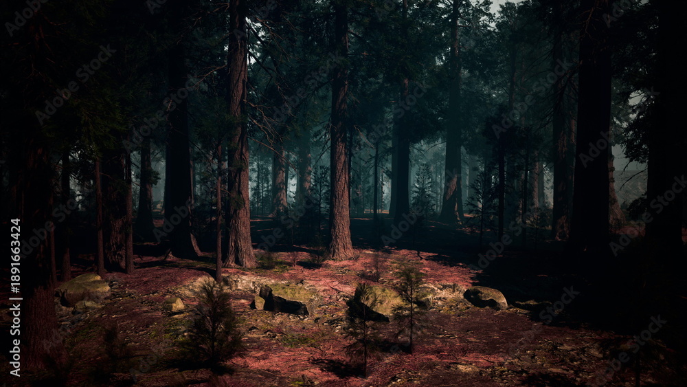 Obraz premium Tall trees rise majestically in a serene forest at dusk. Soft light filters through the leaves, creating a tranquil atmosphere. Stones and small plants add charm to this peaceful landscape.