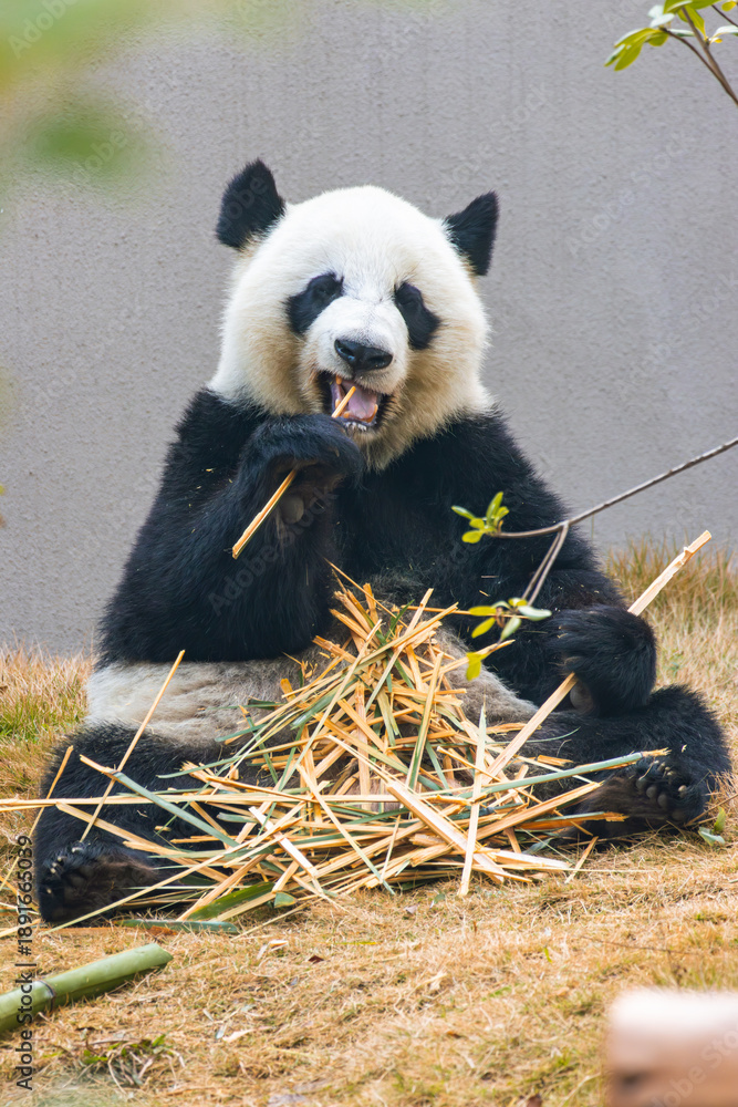 Fototapeta premium Giant Panda Eating Bamboo in Outdoor Setting