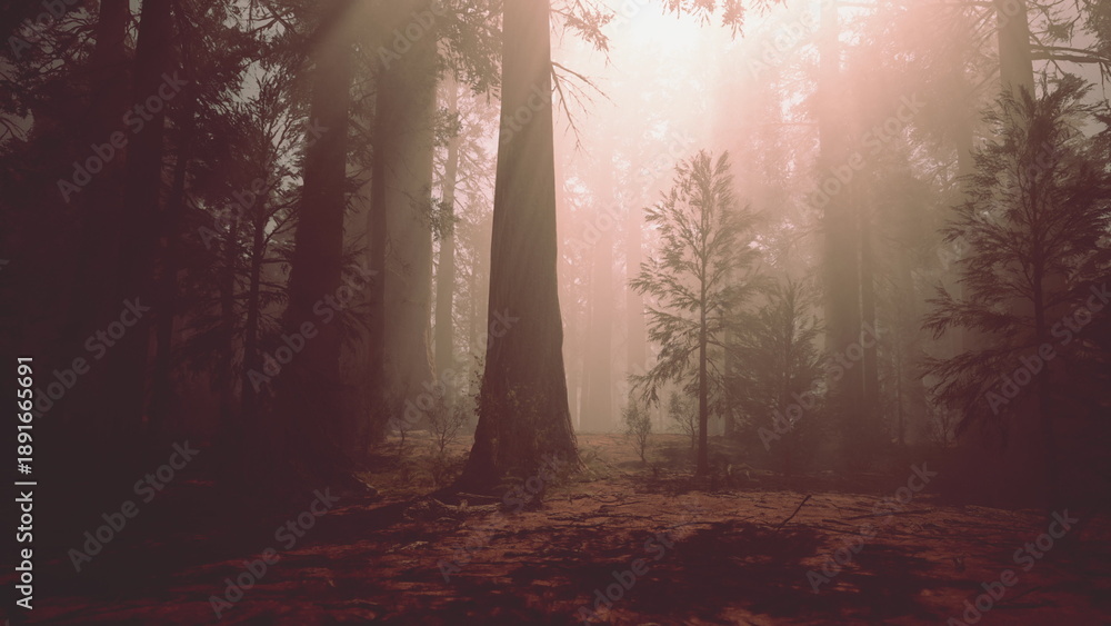Obraz premium Sunlight breaks through a thick layer of mist, illuminating towering trees in a quiet forest. Natures beauty shines as light dances among the foliage during early morning hours.