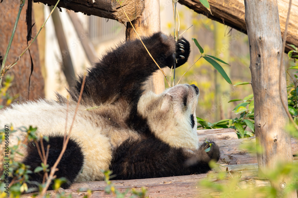 Obraz premium Giant Panda Relaxing While Eating Bamboo