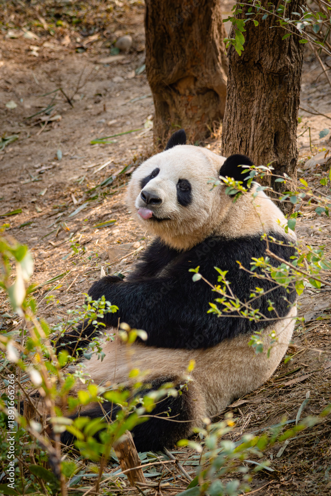 Naklejka premium Giant panda resting in natural outdoor environment