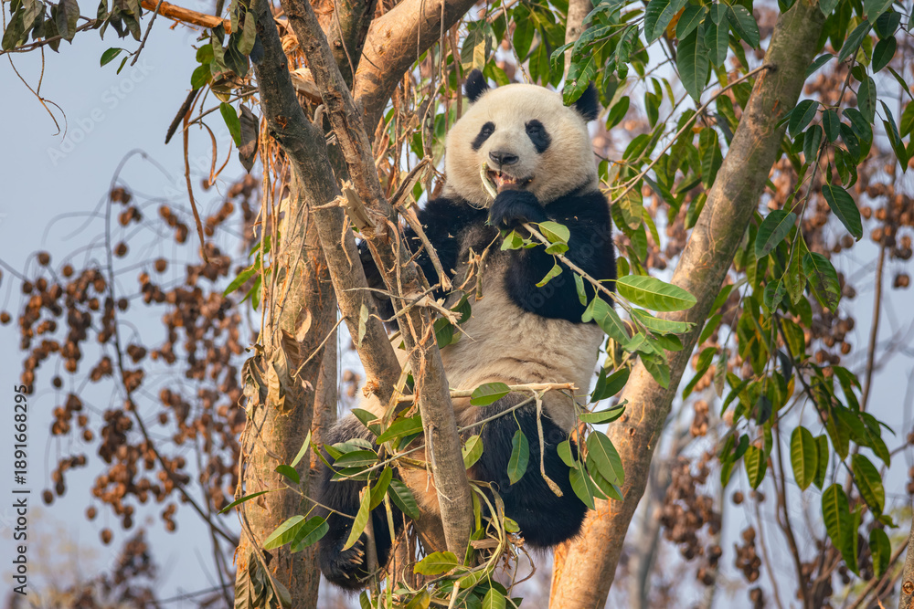 Obraz premium Giant Panda Eating Bamboo Leaves on Tree