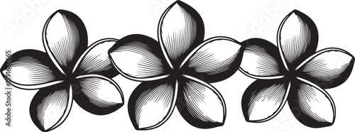 Three Black Silhouette Plumeria Flowers with Striped Petals on White Background black and white