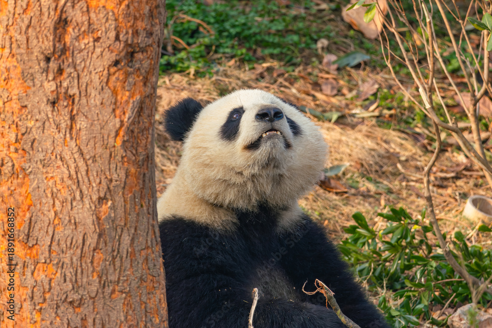 Obraz premium Giant Panda Resting by Tree in Natural Setting