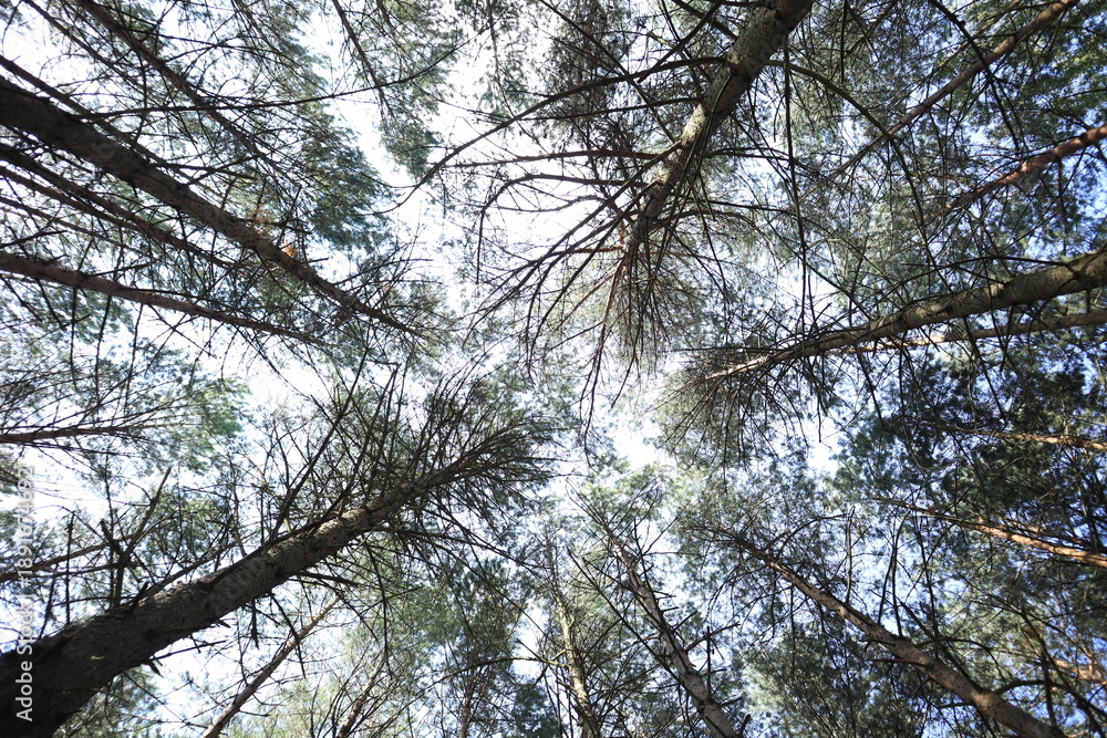 Obraz premium Pine forest canopy viewed from below against the sky 