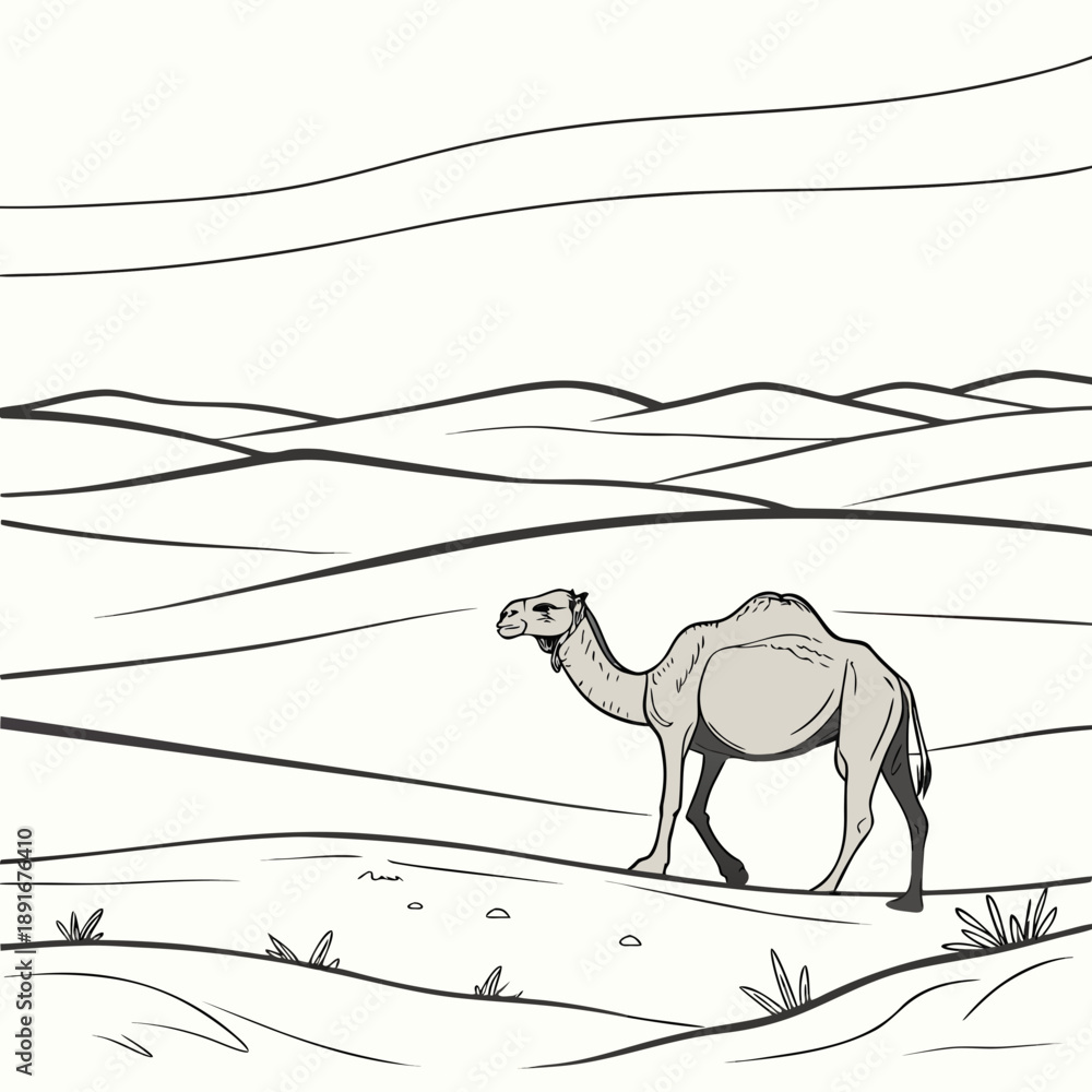 Fototapeta premium Camel walking in desert dunes