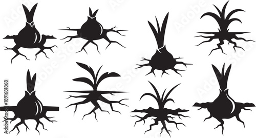 Onion Silhouettes with Roots on White Background Illustration Set