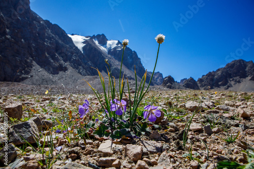 Flowers at the foot of the Bogdanovich Glacier. Bogdanovich Glacier in the mountains of Almaty. Medeo Shymbulak Ski Resort, Almaty, Kazakhstan