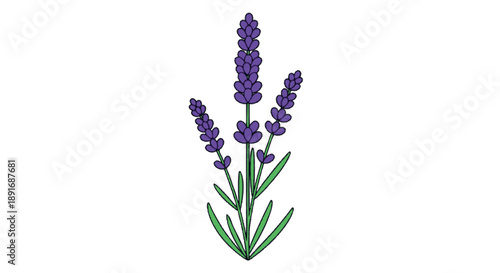 Elegant vector illustration of a single lavender plant with delicate purple blooms and green leaves, symbolizing natural beauty, serenity, and aromatherapy benefits