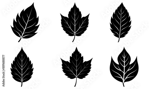 Collection of black leaves arranged neatly on a white background from a top view