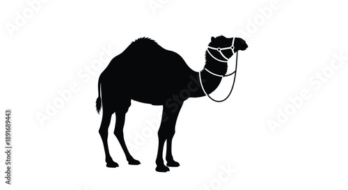 A silhouette of a dromedary camel with a halter stands against a white background.