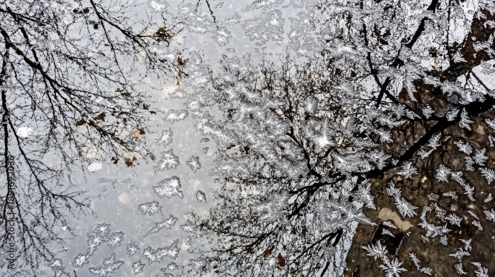 Fototapeta premium A thin layer of ice forms on a puddle surface reflecting tree branches and autumn leaves