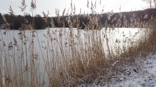 A walk behind reeds on the snowy shore of a frozen lake