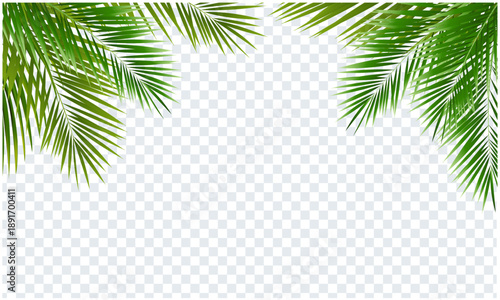 palm tree frame