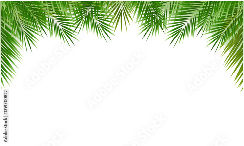 palm tree frame
