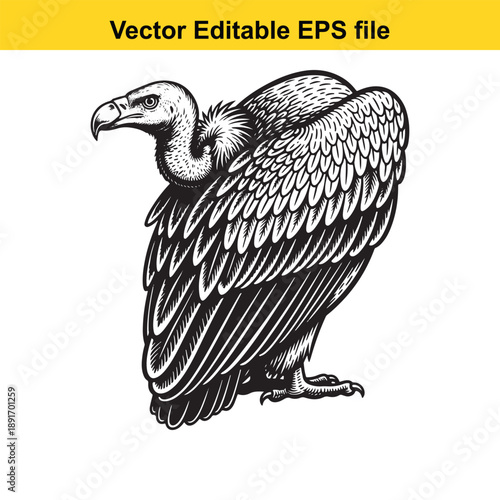  vector illustration of a vulture in editable eps format isolated on white background